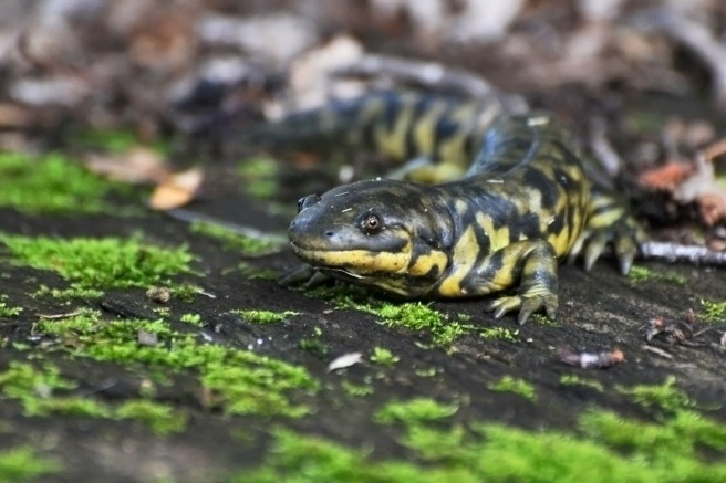 Salamander-web